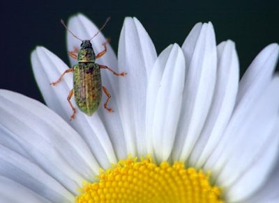 Bug On A Wild Daisy 20070620