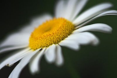 Wild Daisy Closeup 15433
