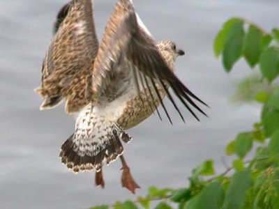 Juvenile Gull Taking Flight 15523