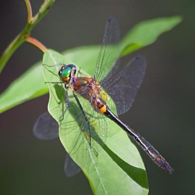 Dragonfly 15602