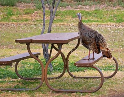 Turkey On The Table 6482