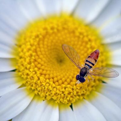Bug On A Daisy 15788