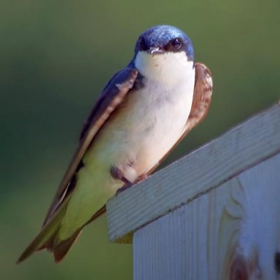 Tree Swallow 15907