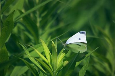 White Butterfly 15971