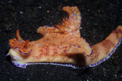 Nudibranchs & Worms