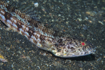 DSC_6422.JPG