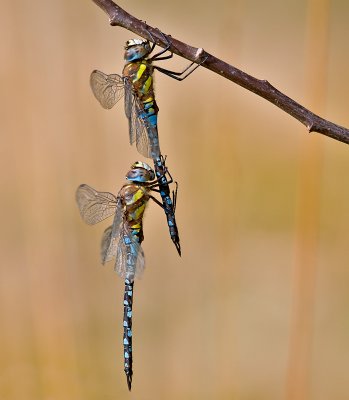 Damsel- and dragonflies 2009
