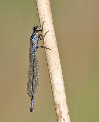 DSC_4462.jpg