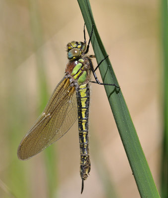 Emergence of a Brachytron pratense