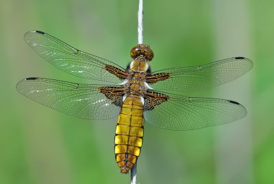 DSC_5834.jpg