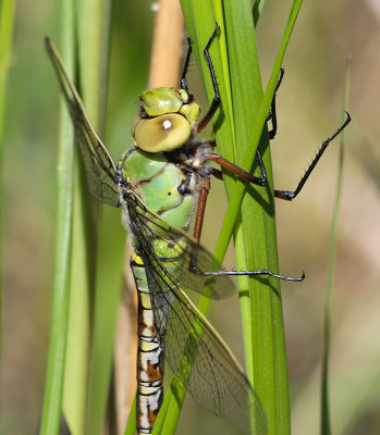 DSC_5880.jpg