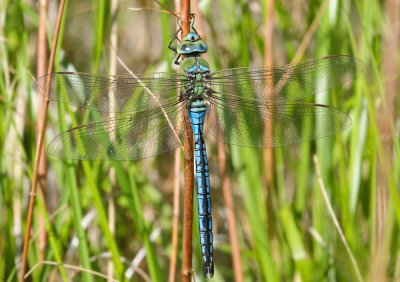 DSC_6061.jpg