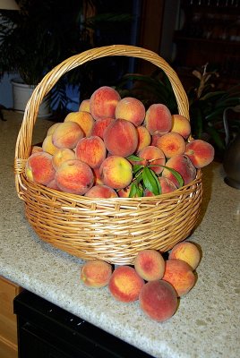 IMGP8414 Home grown Peaches.JPG