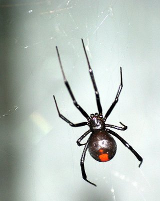 Sydney - 190 Spider 3 - Wildlife World Darling Harbour IMGP7019.JPG