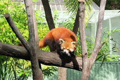 Cairns Tropical Zoo - 20 Red Panda 2.JPG