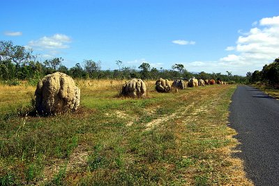 Tablelands - 10 Anthill Row at Jaques Coffee Plantation.JPG