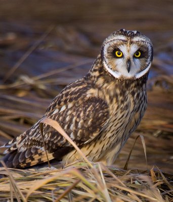 short eared owl  crop