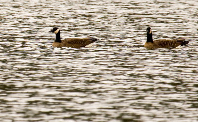 canadian geese 800.jpg