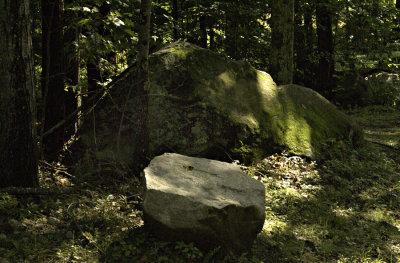 Forest Rocks
