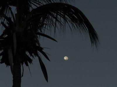 Palm with Morning Moon