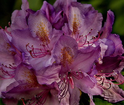 Rhododendron  Flower Passing