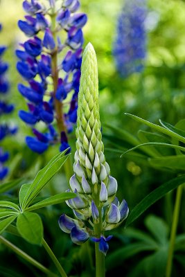 Young Lupine