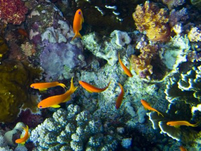 Aquario2