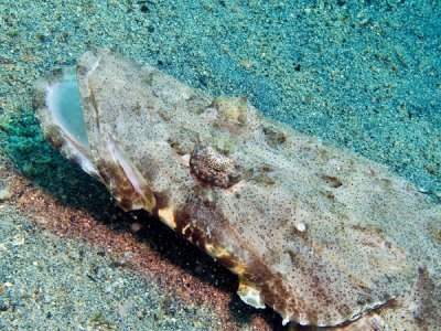 Crocodilo - detalhe