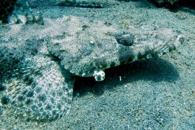 Crocodilo