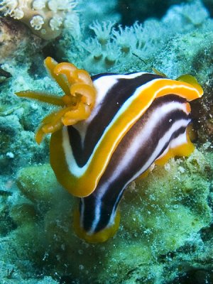 Nudibranquio