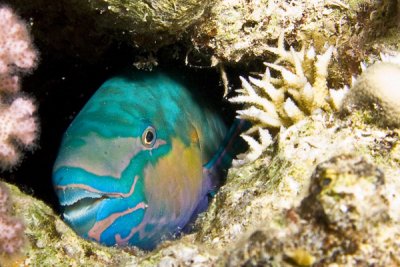 Parrotfish