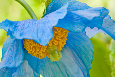 Blue Poppy II