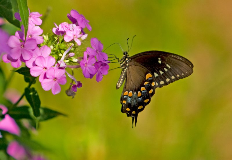 Perennial Phlox