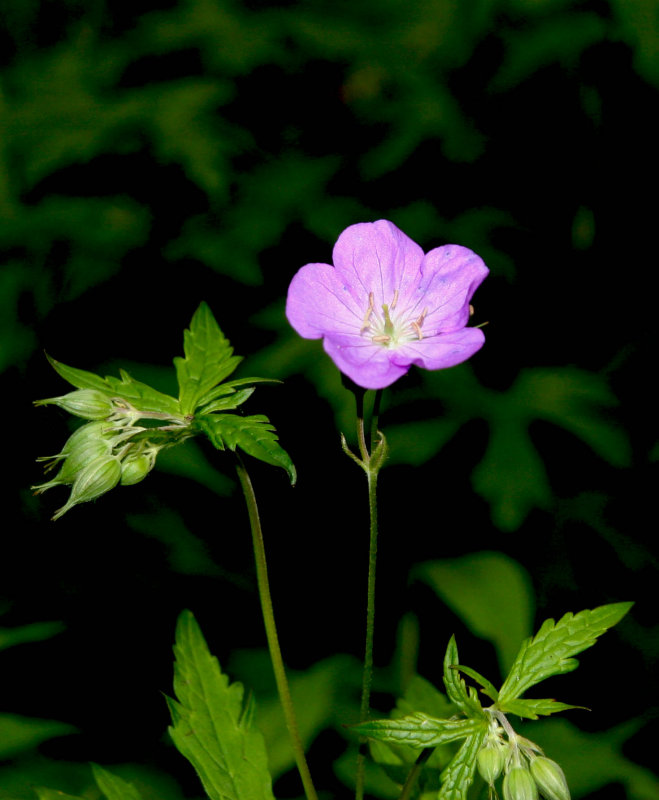 Wild Geranium