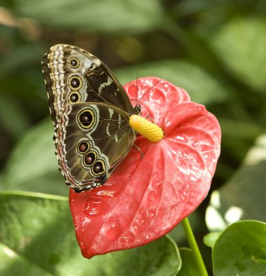 Blue Morpho