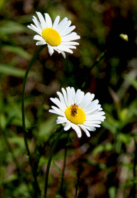 Oxeye Daisies and Friend