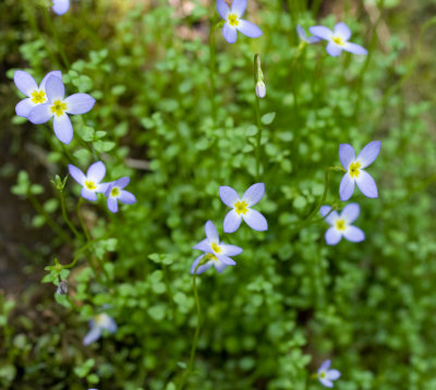 Thyme-Leaved Bluets