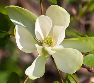 Frasier Magnolia