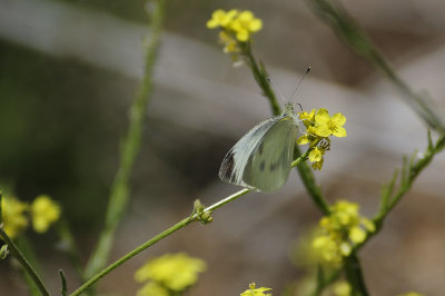 A Cabbage White Butterfly