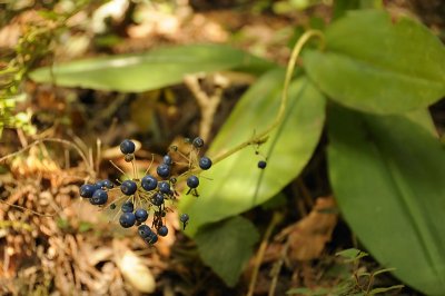 Berries of the Blue Bead Lily