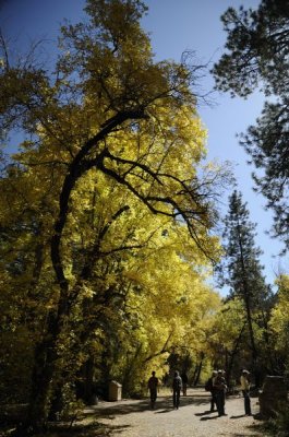 Colorful Cottonwoods