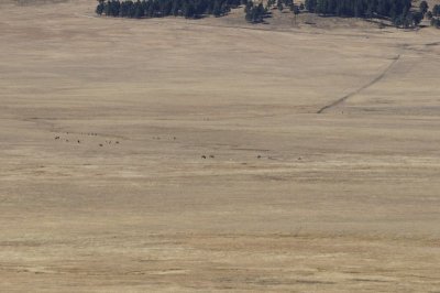 Elk at Valles Caldera National Preserve