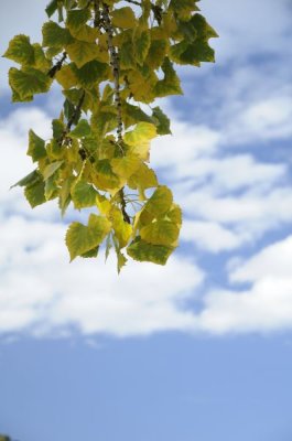  Turning Cottonwood