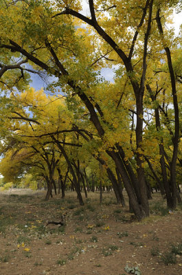 Cottonwoods at the campgrounds