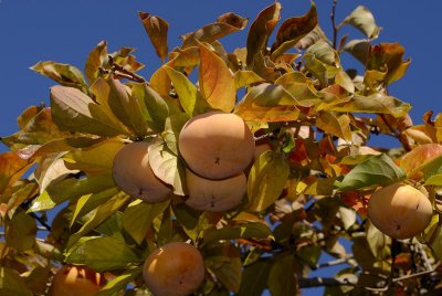 Ready for picking