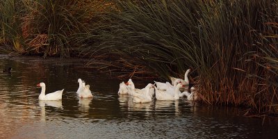 Dinner time for the White Geese