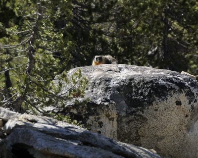 Sunning Marmot