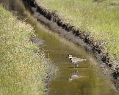 A Killdeer