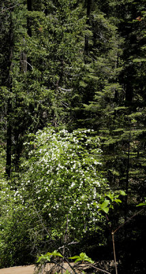 Dogwoods in the Redwoods forest