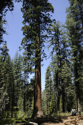 Giant Sequoia